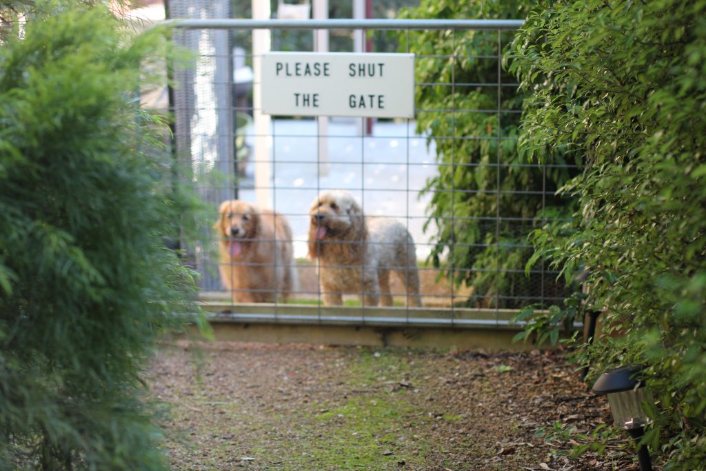 welcoming-dogs