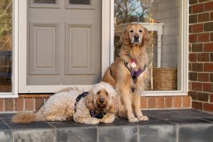 Teddy and Bella, therapy dogs at PAWS Psychology clinic in Eltham