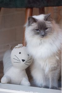 Eltham animal assisted therapy cat
