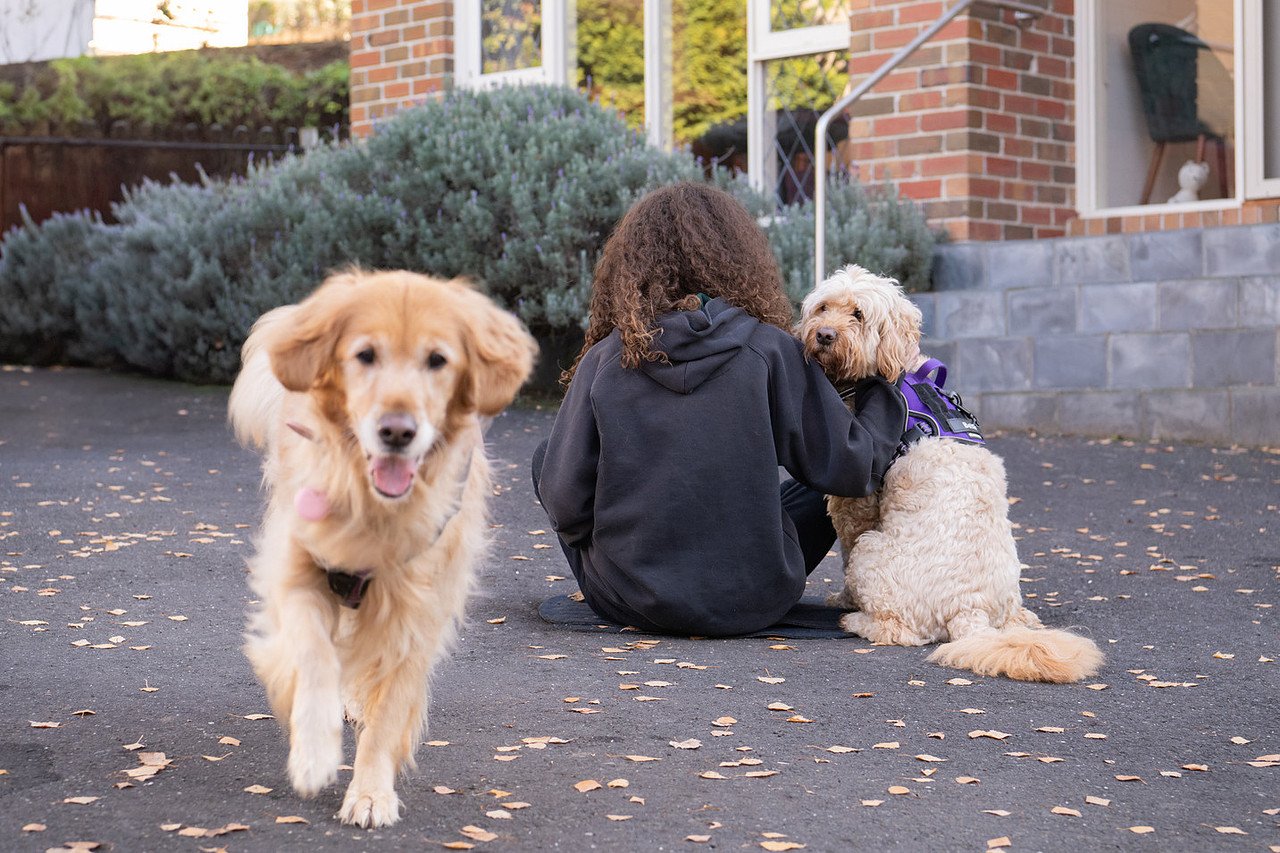 PAWS Psychology