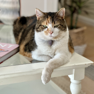 Animal Assisted Therapy Cat